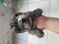 French bulldog Merle yavrularımız