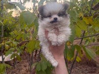 50 günlük ayı surat orijinal pomeranian boo