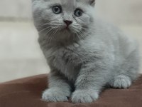 Rezerve ye açık yavrular british shorthair