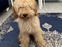 6 Aylık Toy Poodle