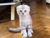 Silver ve Cinnamon Scottish Fold Yavrular