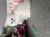 Efsane güzellikte british longhair bebekler