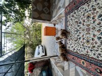 TOY POODLE VE MALTİPOO BEBEKLER