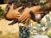 Teslime hazır harika yavrular french bulldog