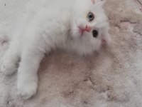 Beyaz melekler scottish fold longhair 4 yavru mevcut