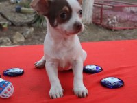 Chihuahua Erkek yavru Teacup Marjinal Renk