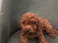 Minik Kore poodle