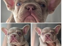 NEW SHADE İSABELLA AND TAN DİŞİ FRENCH BULLDOG YAVRULAR