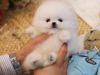 Kar Beyazı Pomeranian Bebeklerimiz Sizlerle