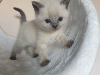 Safkan Blue Point British Shorthair Yavrular