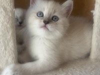 Scottish fold ve straight yavrularım