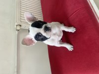 2 aylık akıllı güzel bulldog kız