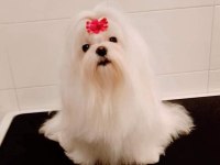 Avrupa girişli yavru köpeklerimiz