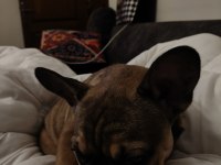 Daha 3 aylık çok tatlı çok sevimli ve uysal french bulldog