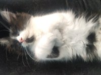 Ücretsiz british longhair sahiplendirme