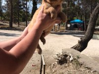 Baby face golden retriever yavruları