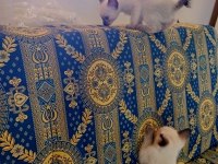 Siyam kedisi
