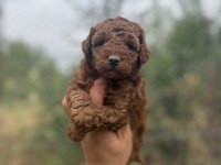 KORE TOY POODLE