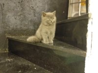 Orjinal 2 aylık iç dış parazitleri yapılmış kedimiz
