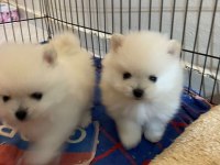 Orjinal Pomeranian