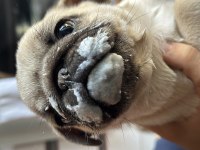 Safkan orijinal yavru pug son yavru