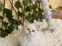 ANNE BABA FULL ŞECERELİ MÜKEMMEL BİR EVLAT KEDİMİZ
