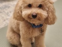 Biz çok tatlı 3 poodle kardeşiz
