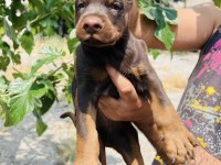 Kaliteli Doberman yavrular