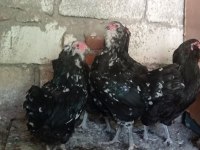 4#1 black modlet aracuanas mavici