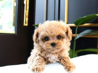 Malti̇poo Teacup Tatli Yavrularimiz Kore
