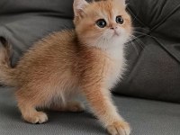 Golden British Shorthair Kedisi