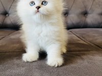 Kral Walterin Yakışıklı British Longhair Prensleri