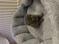 2 aylık scottish fold yavrumuz