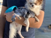 Oğluşuma Gelin Adayı Arıyorum Chihuahua