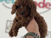 Petmode köpek çiftlğinde ziyarete açık kore toy poodle