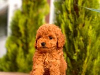Red Toy Poodle Yavrular