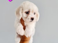 2 aylık dişi erkek yavru köpekler