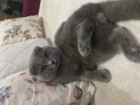 Scottish Fold Kısır Tüm Aşıları Tam Ücretsiz