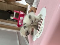 İstanbul Beylikdüzü 2 aylık scottish fold yavrularımız