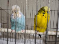Üretimi bırakıyorum, DAMIZLIK SHOW JUMBO MUHABBET TAKIM