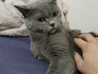 Erkek British Shorthair Kısırlaştırılmadı 1 Yaşında