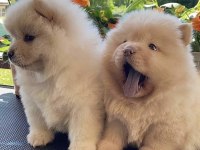 Çin aslanı chow chow yavrularımız