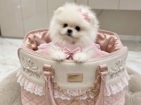 Mini Boy Pomeranian Küçük Prenses