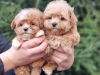 Dünya Tatlısı Maltipoo Yavruları