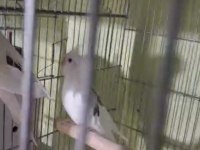 Bir çift iskender papağanı satılık acil