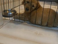 4 AYLIK TOY POODLE SAFKAN BAKIMLI AŞILARI TAM
