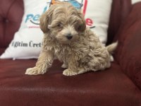 Petmode köpek çiftliğinden kore maltipoo yavrular