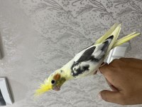 Full evcil ele alışık bilezikli sultan papağanı
