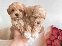 Üst Kalite Maltipoo Bebekler Evine Gitmeye Hazır 