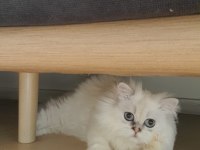 Show kalite pofuduk yakışıklı british longhair oğlumuz